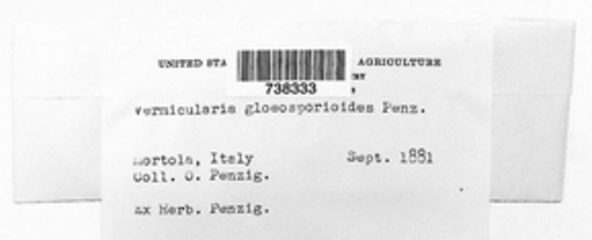 Colletotrichum gloeosporioides image